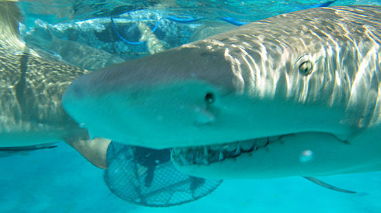 Up close and personal - the View from the Shark Cage