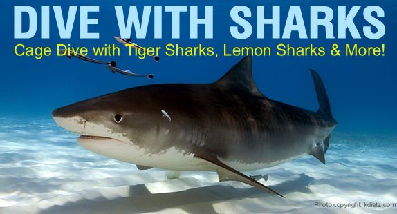 Dive with Sharks in the Bahamas - cage diving with Tiger Shark, Lemon Sharks and more off Grand Bahamas Island