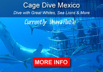 Sharks Isla Guadalupe Mexico