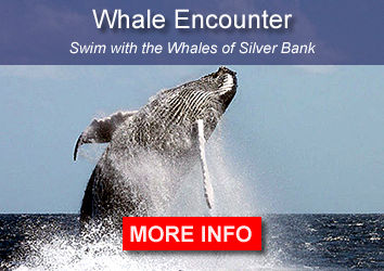 Swim with the whales of Silver Bank