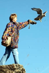 Experience the thrill of  Russian Falconry
