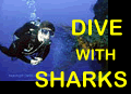 Cage dive with sharks