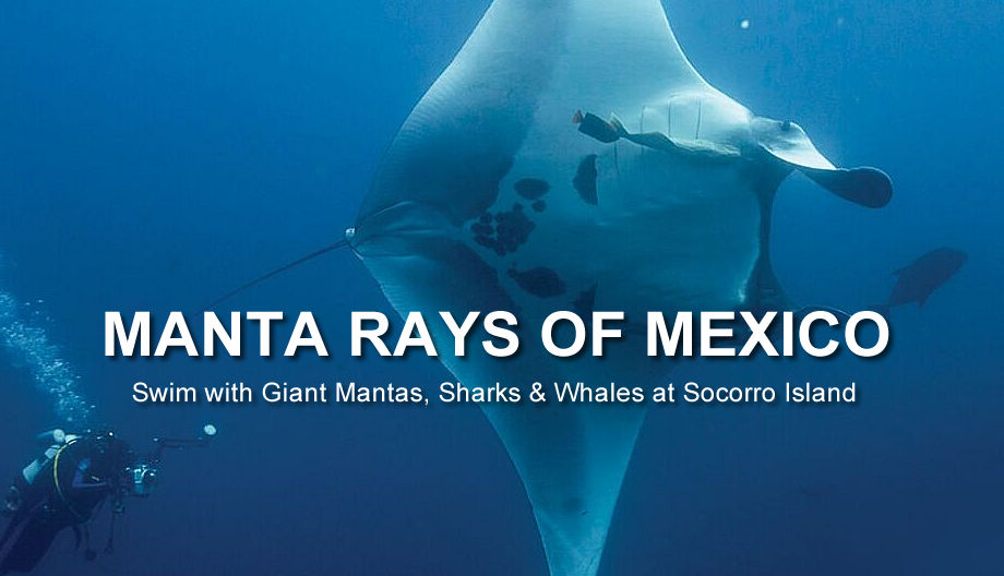 Dive with Great White Sharks in Isla Guadalupe Mexico