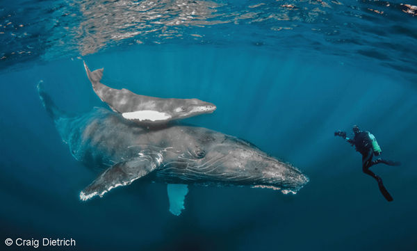 Swim with whales at Socorro Island Mexico. Photo of mother whale with baby whale and diver