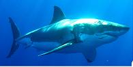 Great White Shark Photos