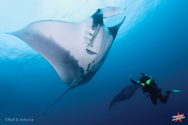 Swim with Giant Mantas, Sharks & Whales at Socorro Island