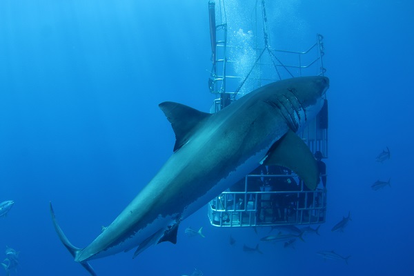 Dive with Big Sharks in Mexico