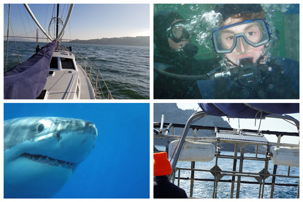 Dive with Great White Sharks in the Farallones