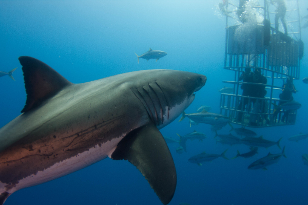 Great White Sharks cagedivingin Mexico