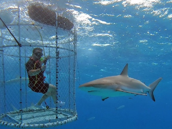 Cage diving with sharks in the Bahamas