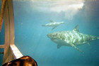 Shark Diving Isla Guadalupe Mexico