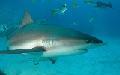 Incredible Shark Hunt and Marine Research Cruises in Key West