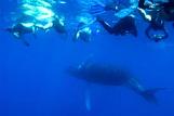 Swim with Humpback Whales in DominicanRepublic
