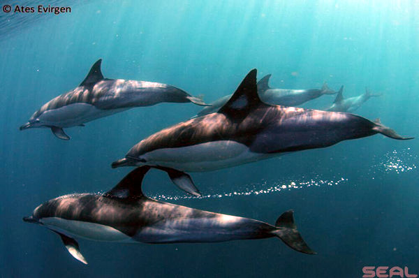 Dolphins, Sardine Run, South Aftica