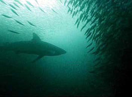 Shark Diving in South Africa