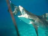 Tiger Shark Diving Bahamas