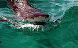 Tiger Shark Adventure in the Bahamas