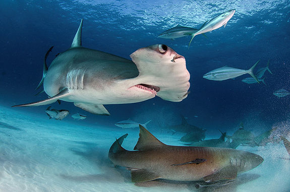 Dive with Great Hammerhead Sharks in the Bahamas off Bimini Island
