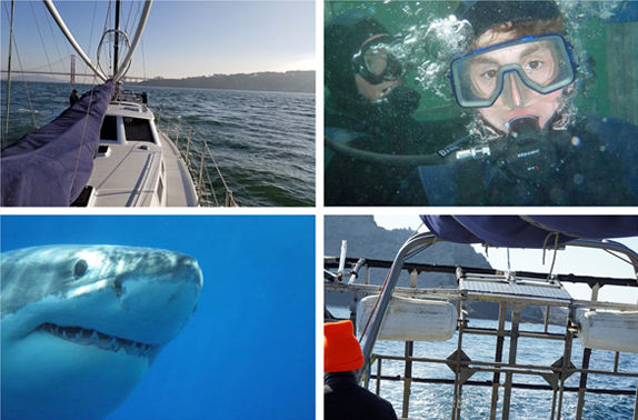 Cage diving with Great White Sharks in the Farrallons (Farallones) off the coast of Northern California