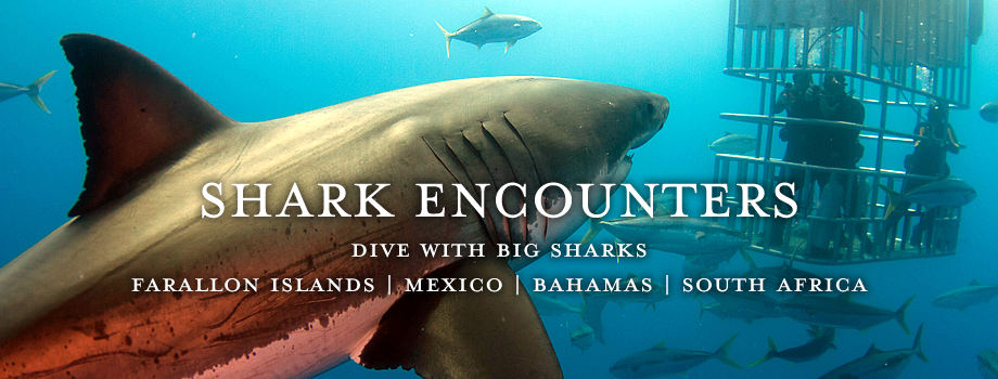 Dive with Big Sharks in the Farallon Islands, Mexico, Bahamas & South Africa
