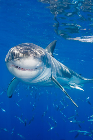 Shark Diving: Isla Guadalupe Mexico