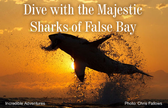 Cagediving - Dive with the Majestic Sharks of False Bay, South Africa