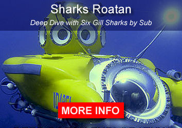 Six Gill Sharks Roatan