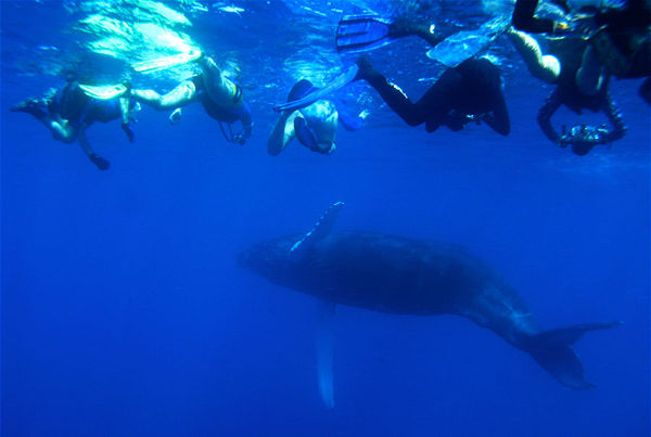 Swim With The Whales Of Silver Bank