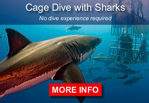 Cage dive with sharks. No dive experience required.